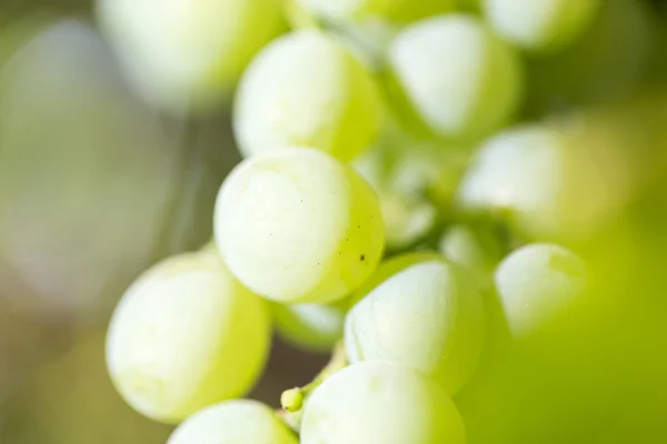 Alimentos, — Foto de Stock