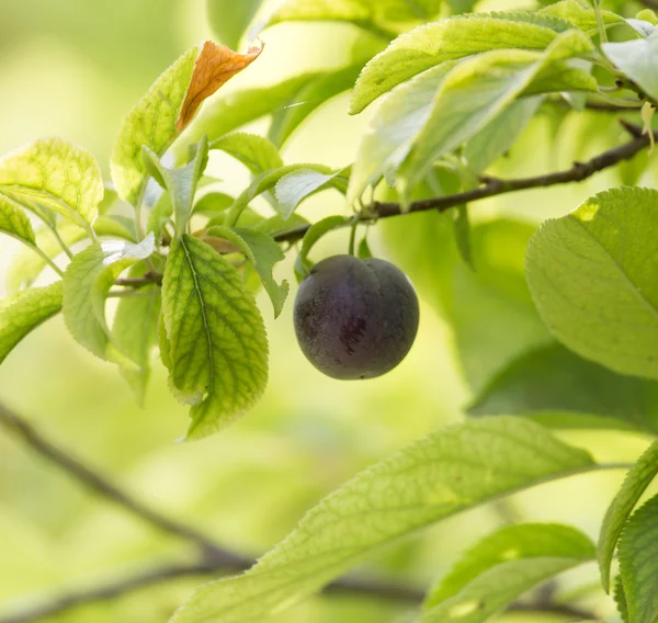 Naturaleza — Foto de Stock