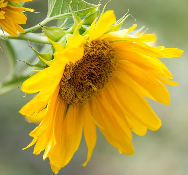 Natura — Foto Stock