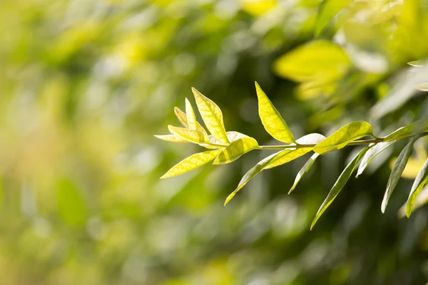 Natura — Foto Stock