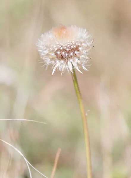 Natur — Stockfoto