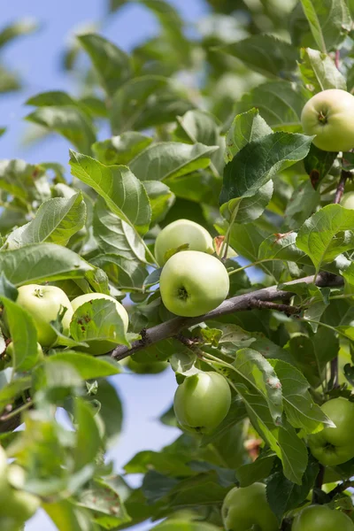 Nature — Stock Photo, Image