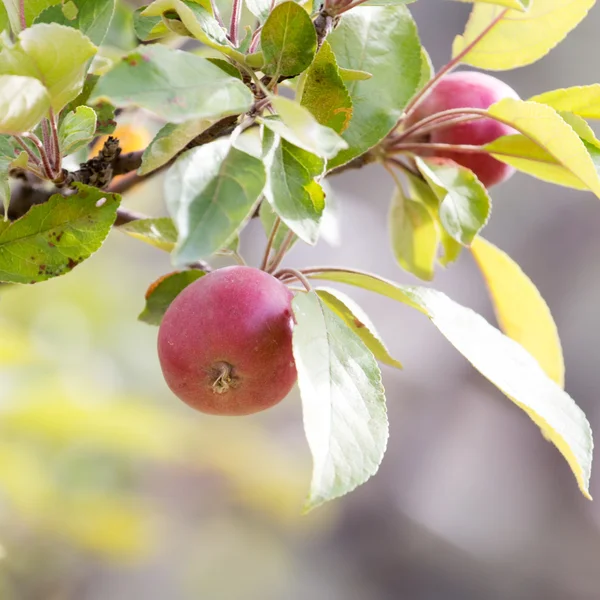 Naturaleza — Foto de Stock