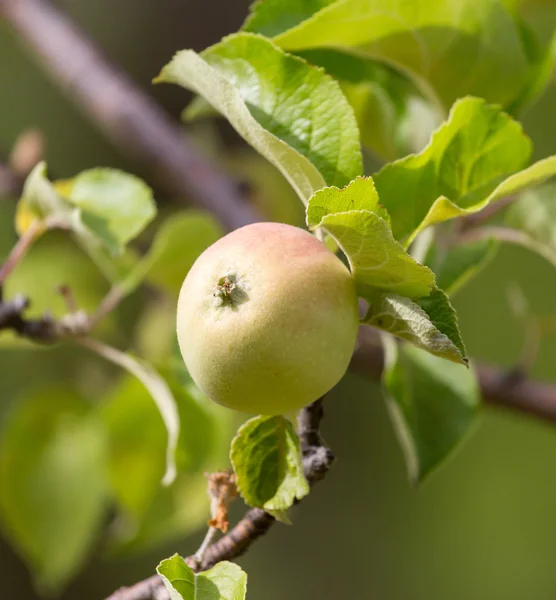 Nature — Stock Photo, Image