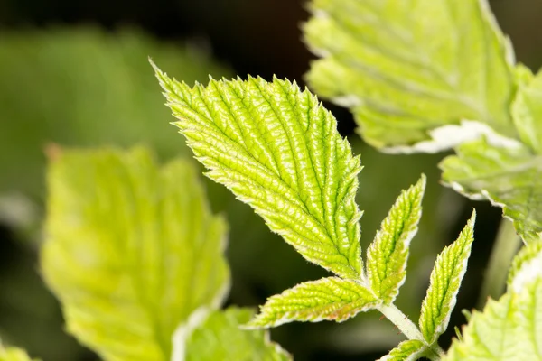 Natuur — Stockfoto