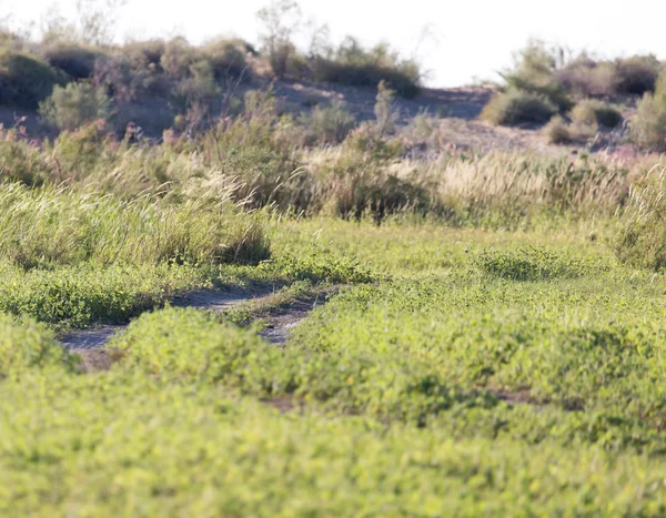 Naturaleza — Foto de Stock