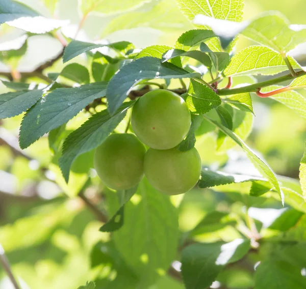 Nature — Stock Photo, Image