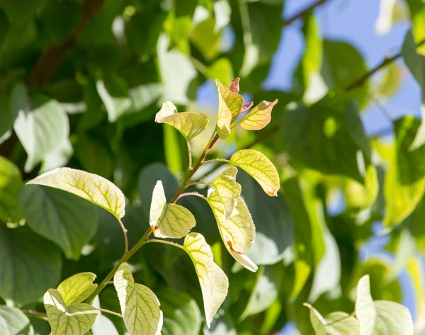 Natura — Foto Stock