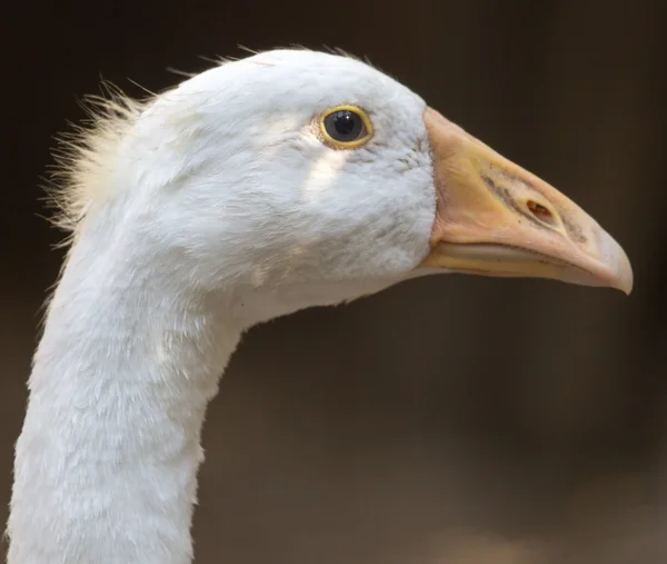 Příroda — Stock fotografie