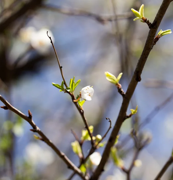 Naturaleza — Foto de Stock