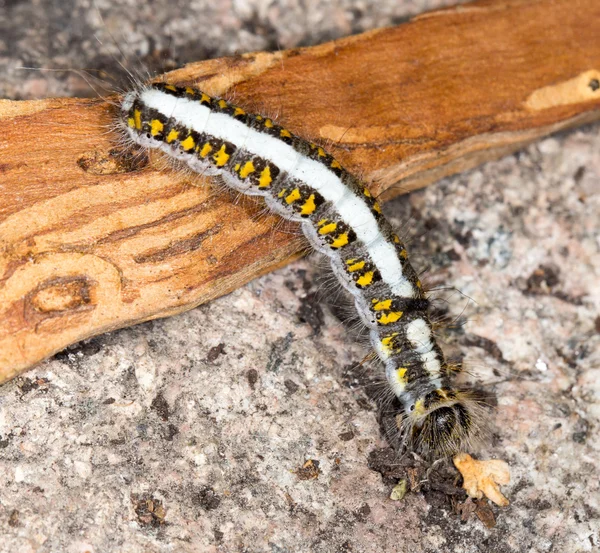 Naturaleza — Foto de Stock