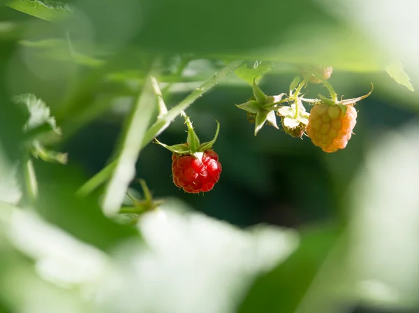 Natur — Stockfoto