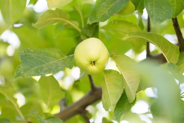 Natur — Stockfoto