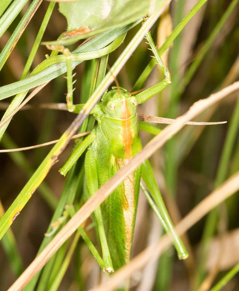 Nature — Stock Photo, Image