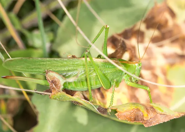 Natuur — Stockfoto