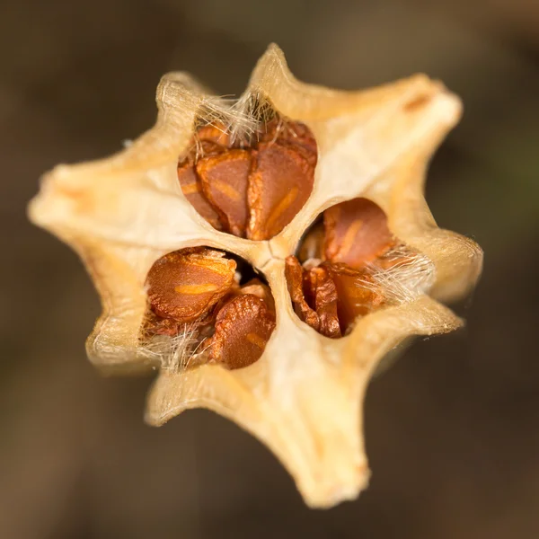 Naturaleza — Foto de Stock