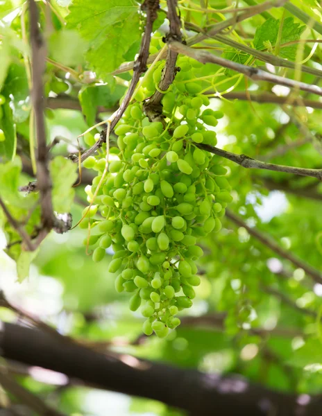 Naturaleza — Foto de Stock