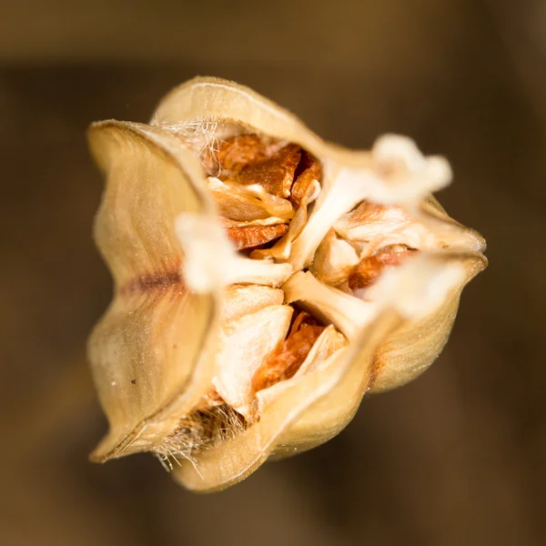 Naturaleza — Foto de Stock