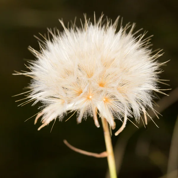 Naturaleza — Foto de Stock