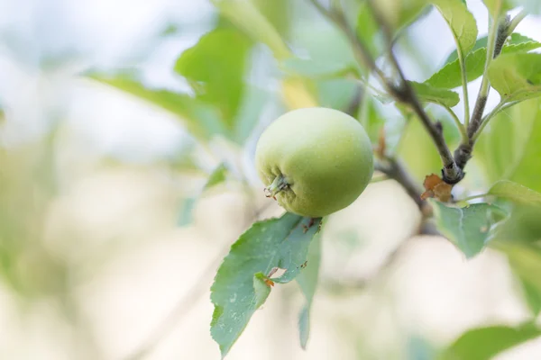 Natuur — Stockfoto