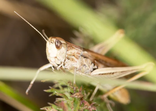 Natur — Stockfoto