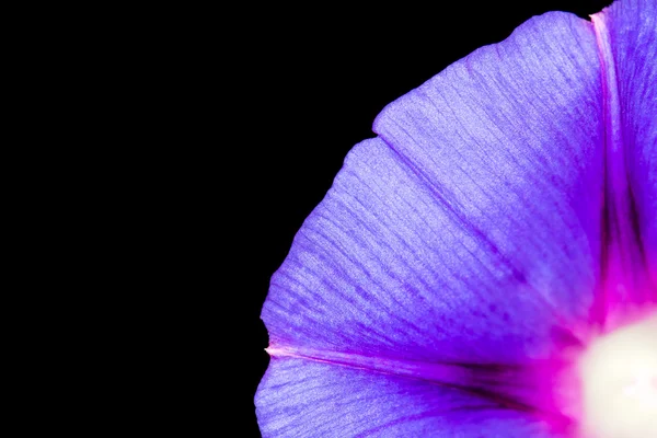 Naturaleza — Foto de Stock