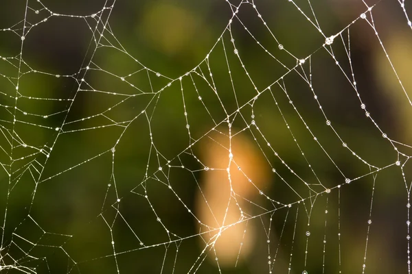 Naturaleza —  Fotos de Stock