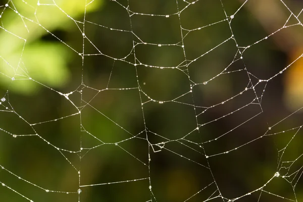 Nature — Stock Photo, Image