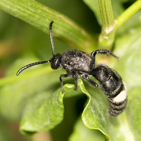 Nature — Stock Photo, Image