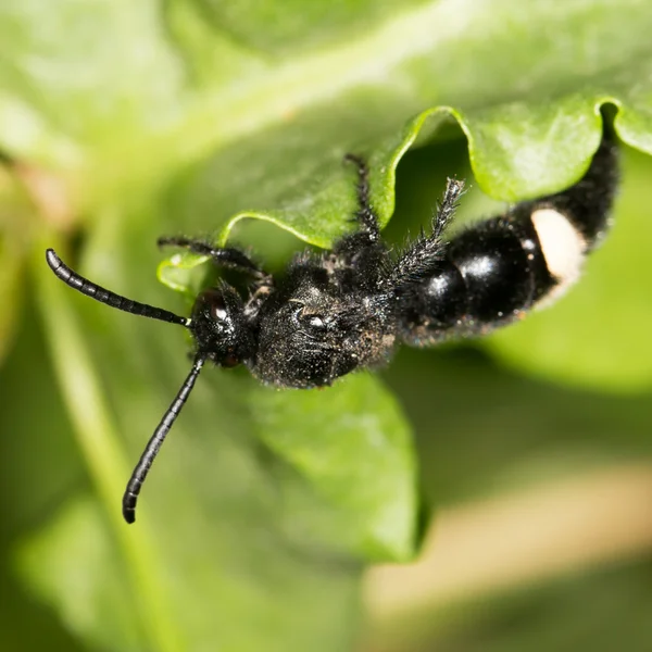 Natur — Stockfoto