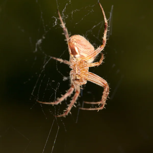 Nature — Stock Photo, Image