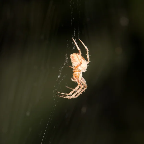 Naturaleza — Foto de Stock