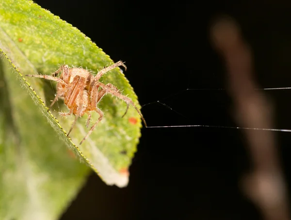 Nature — Stock Photo, Image