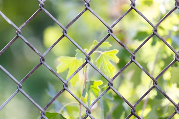 Natur — Stockfoto