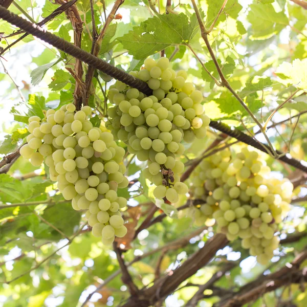 Naturaleza —  Fotos de Stock