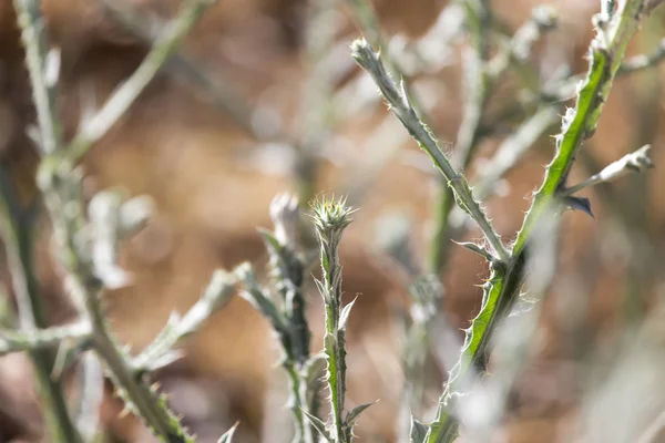 Natura — Foto Stock