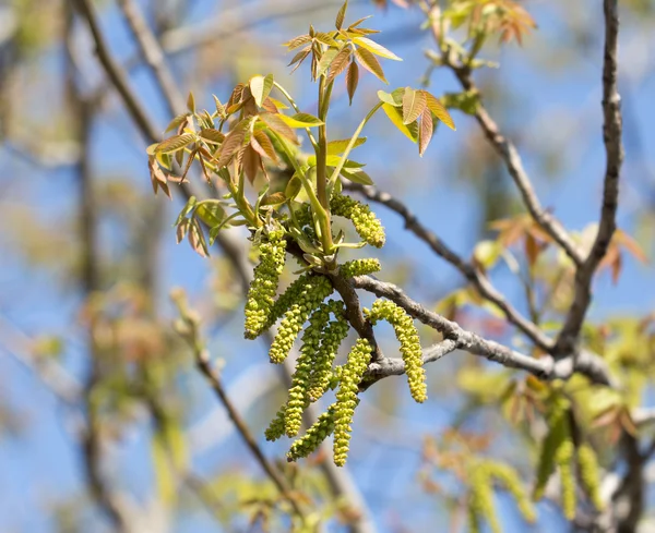 Naturaleza — Foto de Stock