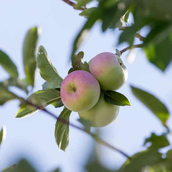 Nature — Stock Photo, Image