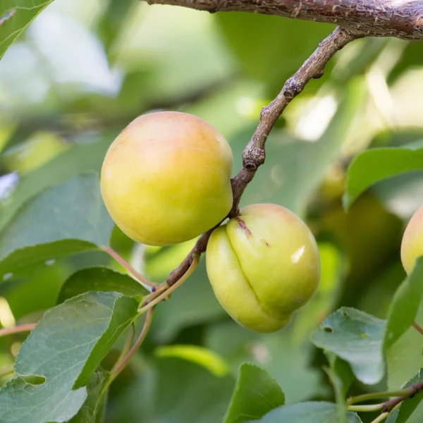 Nature — Stock Photo, Image