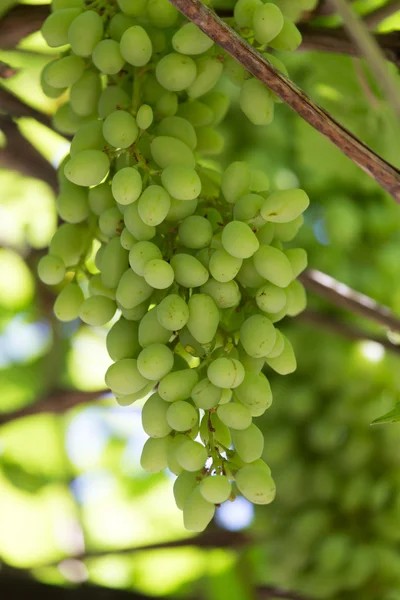 Naturaleza —  Fotos de Stock