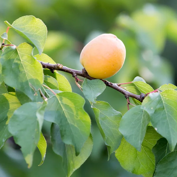 Natur — Stockfoto