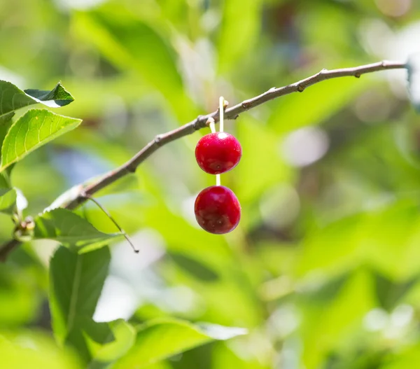 Natuur — Stockfoto