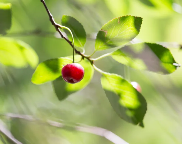 Naturaleza — Foto de Stock