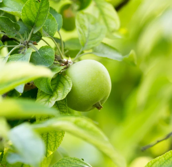 Natuur — Stockfoto