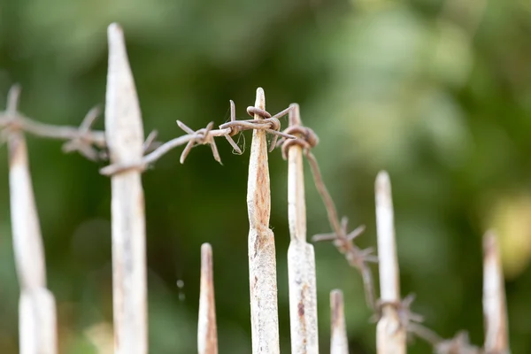 Natur — Stockfoto