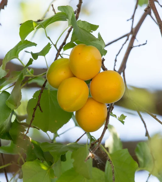 Natur — Stockfoto