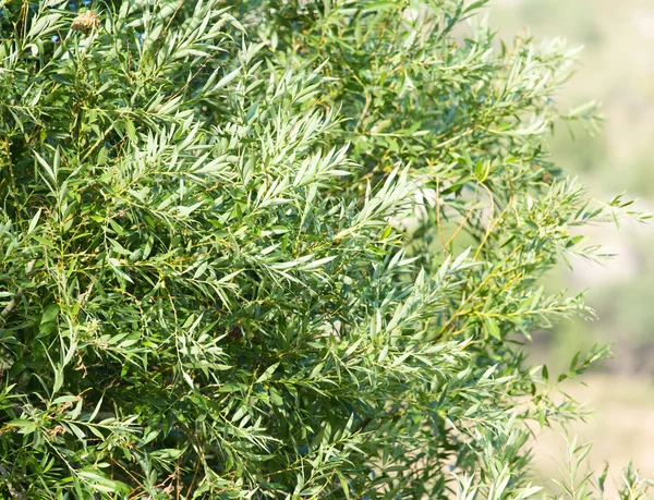 Naturaleza — Foto de Stock