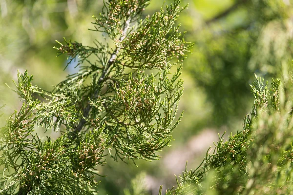 Naturaleza — Foto de Stock