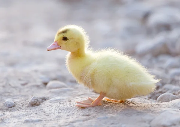 Natuur — Stockfoto