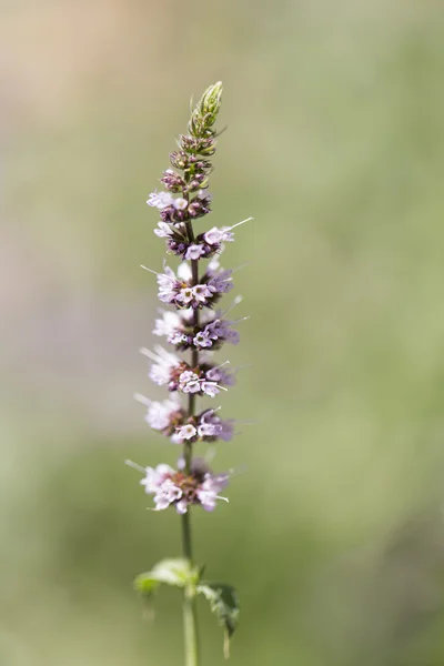 Natur — Stockfoto